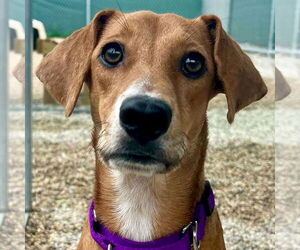 Labrador Retriever-Unknown Mix Dogs for adoption in Jefferson, WI, USA