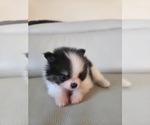 Small #4 Pomeranian