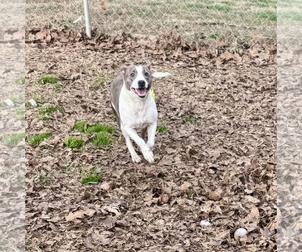 Medium Photo #2 Mutt Puppy For Sale in Sparta, TN, USA