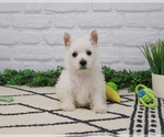 Small #2 West Highland White Terrier