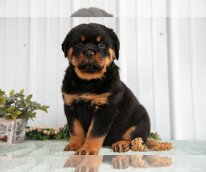 Rottweiler Litter for sale in BERNE, IN, USA