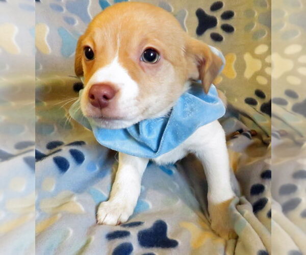 Medium Photo #2 Jack Chi Puppy For Sale in Grovertown, IN, USA