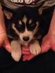 Small Photo #3 Siberian Husky Puppy For Sale in GROVETOWN, GA, USA