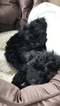 Small Photo #1 Schnoodle (Miniature)-Snorkie Mix Puppy For Sale in ALEXANDRIA, VA, USA