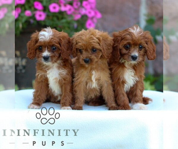 Medium Photo #2 Cavapoo Puppy For Sale in REINHOLDS, PA, USA