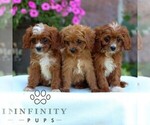 Small #1 Cavapoo