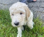 Small Photo #2 Goldendoodle Puppy For Sale in SEYMOUR, CT, USA