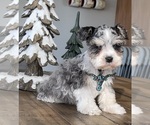 Small Photo #3 Schnauzer (Miniature) Puppy For Sale in FLORENCE, SD, USA