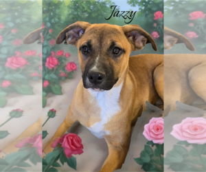 Boxer-German Shepherd Dog Mix Dogs for adoption in Phelan, CA, USA