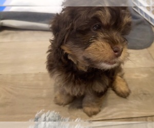 Bernedoodle (Miniature) Puppy for sale in PORT SAINT LUCIE, FL, USA