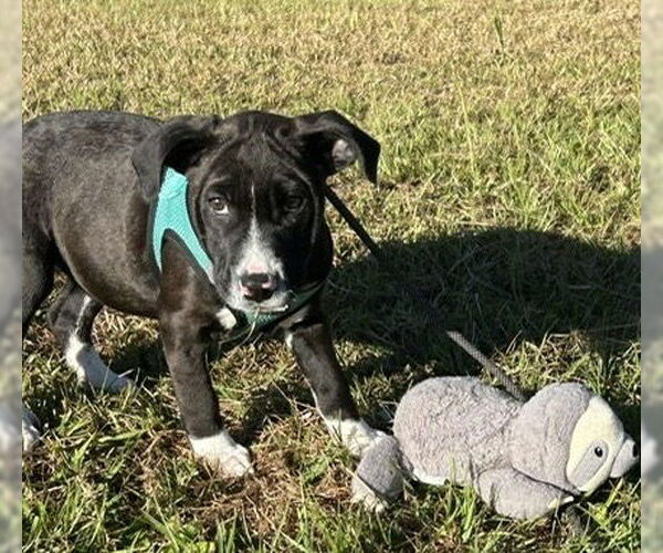 Medium Photo #3 Mutt Puppy For Sale in Tarrytown, GA, USA