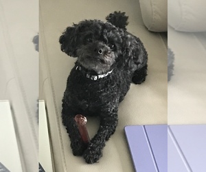 Poodle (Toy) Puppy for sale in DICKINSON, TX, USA