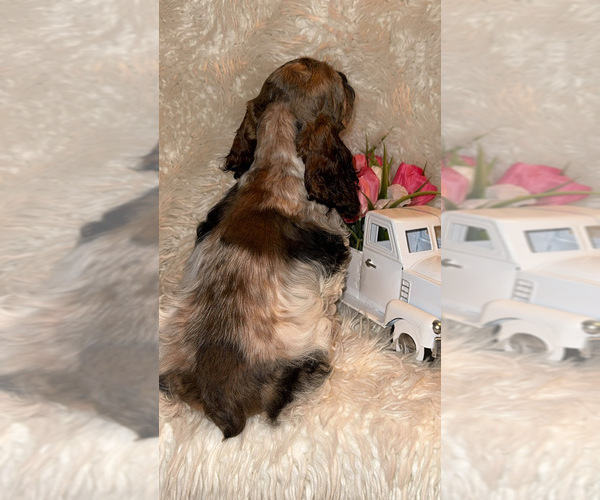 Medium Photo #4 Cocker Spaniel Puppy For Sale in HESPERIA, CA, USA