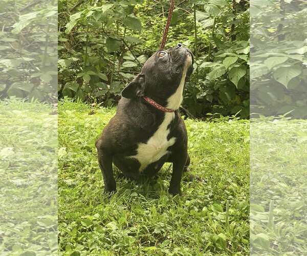 Medium Photo #5 French Bulldog Puppy For Sale in HOPKINSVILLE/PRINCETON, KY, NH, USA