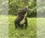Small #4 French Bulldog