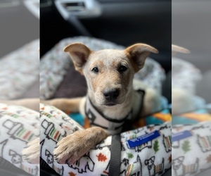 Australian Cattle Dog Puppy for sale in SNOHOMISH, WA, USA