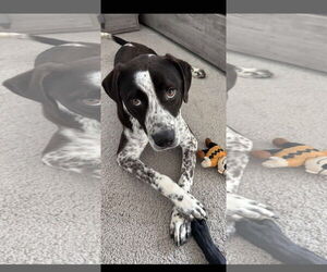 Labradinger Dogs for adoption in Dallas, TX, USA