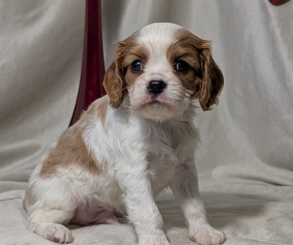 Medium Photo #48 Cavalier King Charles Spaniel Puppy For Sale in GOSHEN, IN, USA