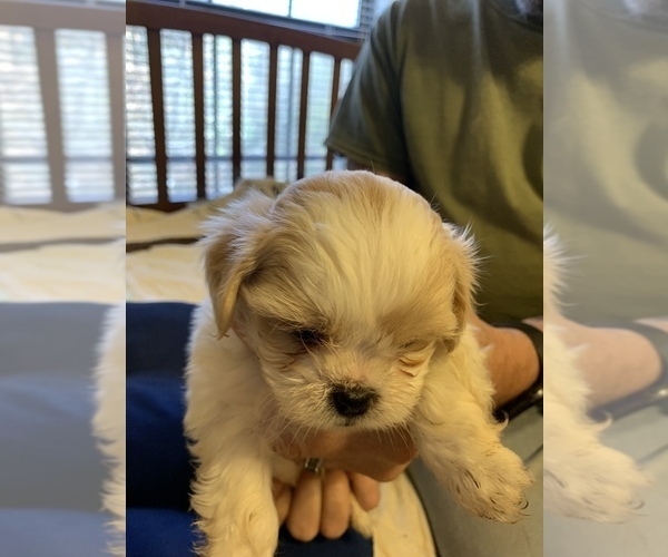 Medium Photo #14 ShihPoo Puppy For Sale in WETUMPKA, AL, USA