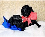 Small Photo #10 Goldendoodle Puppy For Sale in RUSKIN, FL, USA