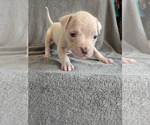 Puppy Puppy 10 American Bulldog