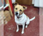 Small #2 Huskies -Jack Russell Terrier Mix