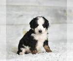 Small Photo #2 Bernedoodle (Miniature) Puppy For Sale in COCHRANTON, PA, USA