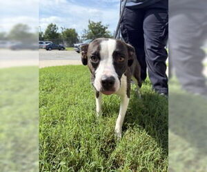American Pit Bull Terrier Dogs for adoption in Glen Allen, VA, USA