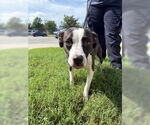 Small American Pit Bull Terrier