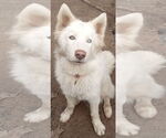 Small Samoyed-Siberian Husky Mix