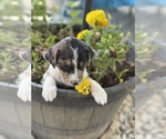Small #2 Border-Aussie