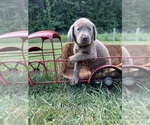 Small #3 Labrador Retriever