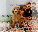 Puppy Purple Goldendoodle