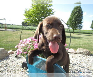 Labrador Retriever Puppy for sale in INDIANAPOLIS, IN, USA