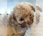 Small #2 Poodle (Miniature)