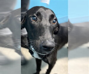 Labrador Retriever-Unknown Mix Dogs for adoption in Houston, TX, USA