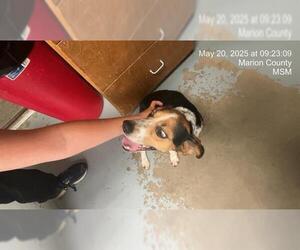 Beagle Dogs for adoption in Ocala, FL, USA