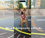 Small #8 Labrador Retriever-Pharaoh Hound Mix