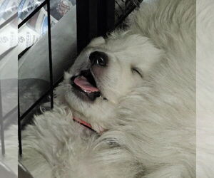 Great Pyrenees Dogs for adoption in Pacifica, CA, USA