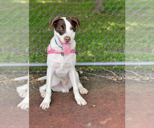 Medium Photo #2 Pointer-Unknown Mix Puppy For Sale in Rockaway, NJ, USA