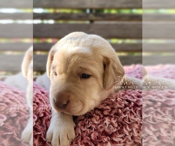 Medium Photo #32 Labrador Retriever Puppy For Sale in POCAHONTAS, IL, USA