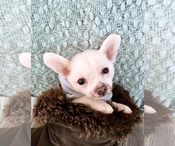 Medium Photo #2 Malchi Puppy For Sale in Plainfield, IL, USA