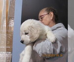 Small Photo #9 English Cream Golden Retriever Puppy For Sale in NORTHWOOD, OH, USA