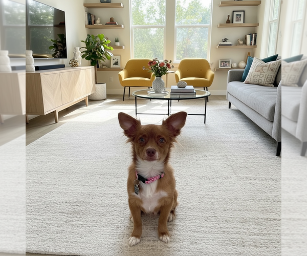 Medium Photo #1 Papillon Puppy For Sale in Menifee, CA, USA
