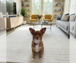 Small Papillon