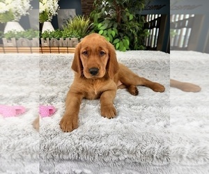 Golden Retriever Puppy for sale in GREENFIELD, IN, USA