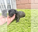 Small Photo #121 French Bulldog Puppy For Sale in ORLANDO, FL, USA