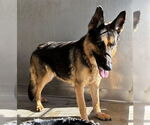 Small #1 German Shepherd Dog
