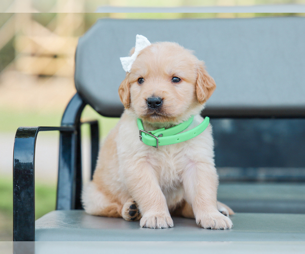 Medium Photo #2 Golden Retriever Puppy For Sale in LIBERTY, KY, USA