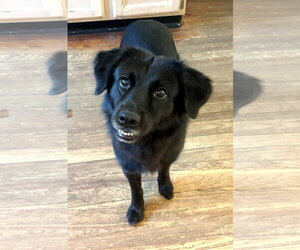 Border Collie-Unknown Mix Dogs for adoption in Arlington, VA, USA